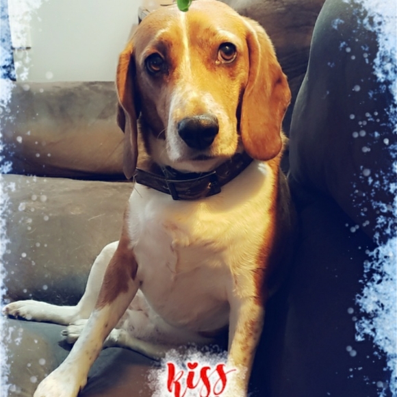 Meet your Posher, Tara - Picture 1 of 2